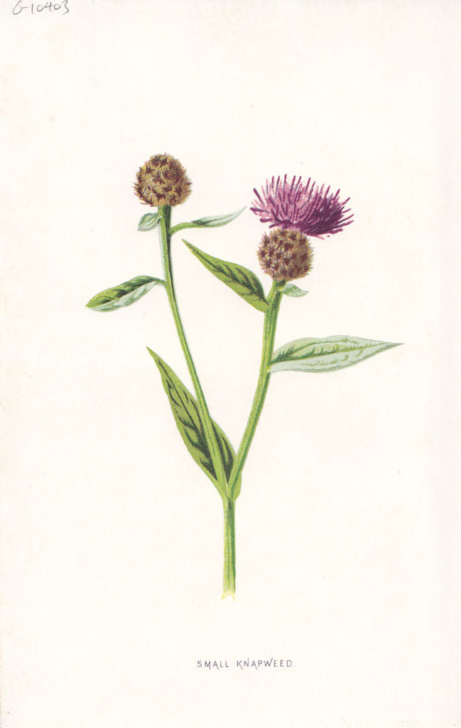 FLOWERS. Small Knapweed c1895 old antique vintage print picture